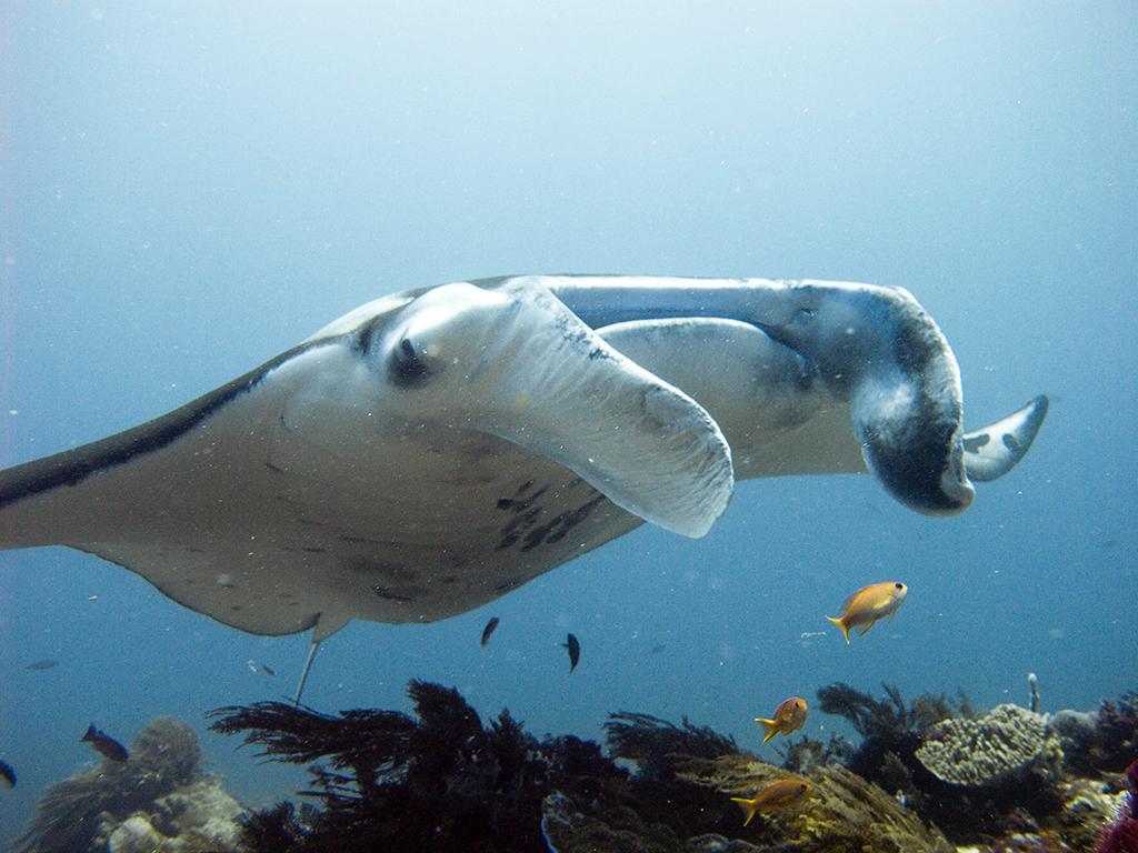 Blue Marlin Dive Komodo Лабуан Баджо Екстериор снимка