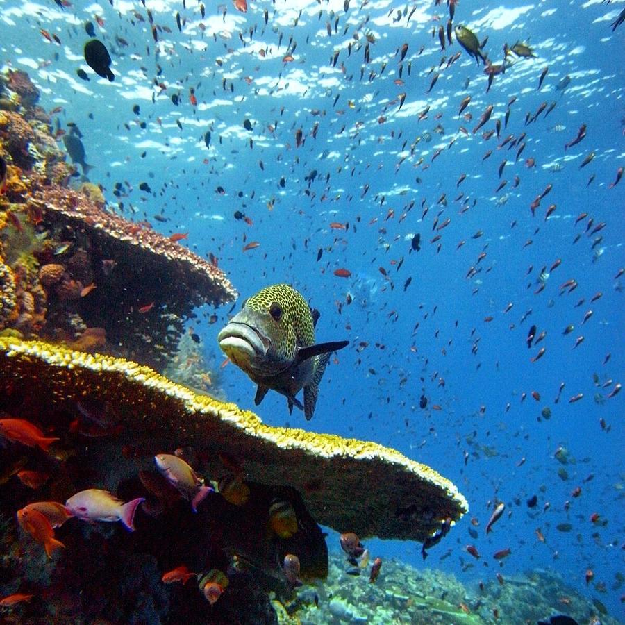 Blue Marlin Dive Komodo Лабуан Баджо Екстериор снимка